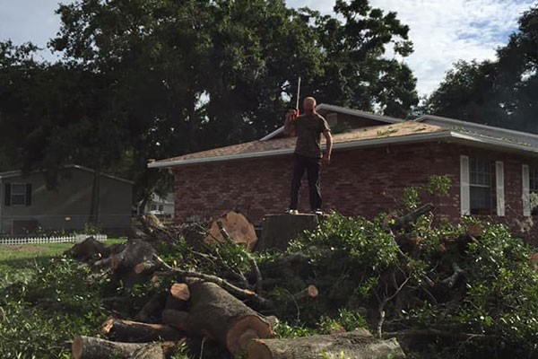 Large Tree Cutting Service Sun City FL